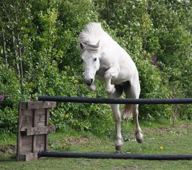 Anden særlig race Nelson - et lille spring i fin stil .... billede taget af mig billede 11