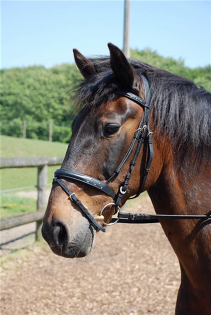 Dansk Varmblod Logo - Sommer 2008 i Kollund hvor Logo har boet op femte år hos Heidi billede 1