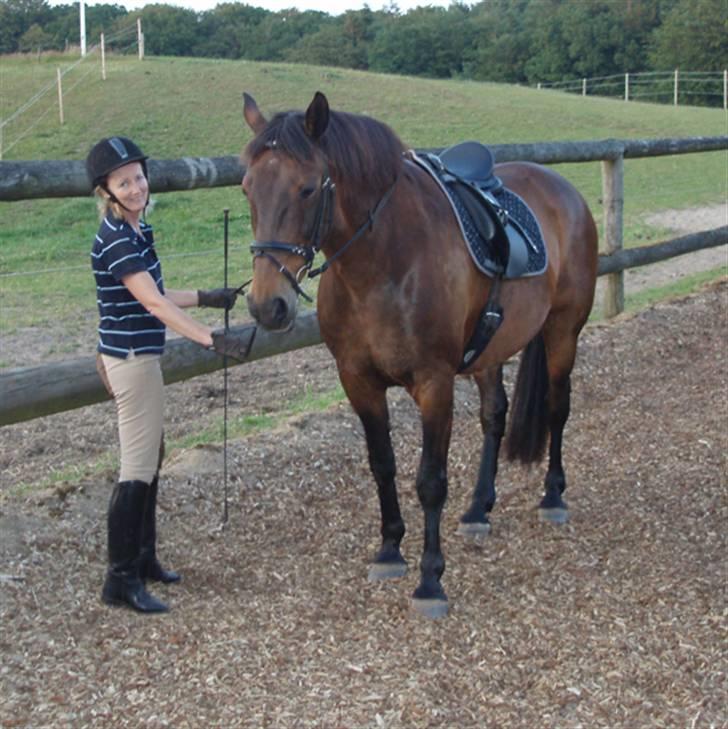 Dansk Varmblod Logo - Hi hi føler mig helt lille når jeg står ved min Logo :-) billede 2