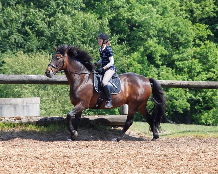 Dansk Varmblod Logo - Ja skulle næsten tro der var noget islænder i ham - tjuhej hvor det går  billede 3