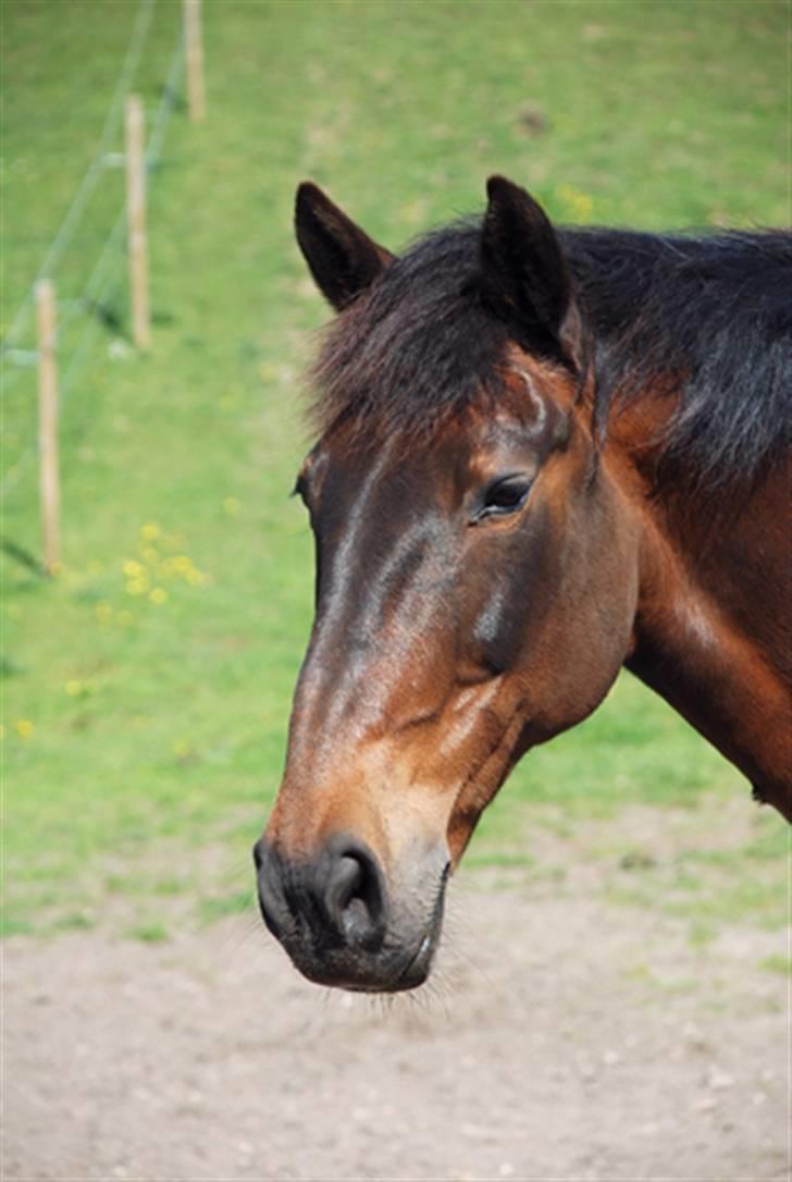 Dansk Varmblod Logo - Efter ridetime atter på fold - smuk fyr !! billede 4