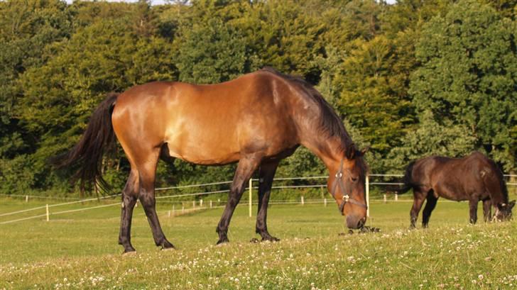 Dansk Varmblod Logo - Meget idylisk på marken der bakken og meget kuperet hos Heidi billede 5