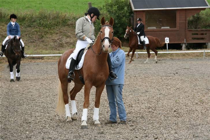 Anden særlig race Cabbano Sunlight*givet bort<3* - jaa, jeg er klar:D billede 9