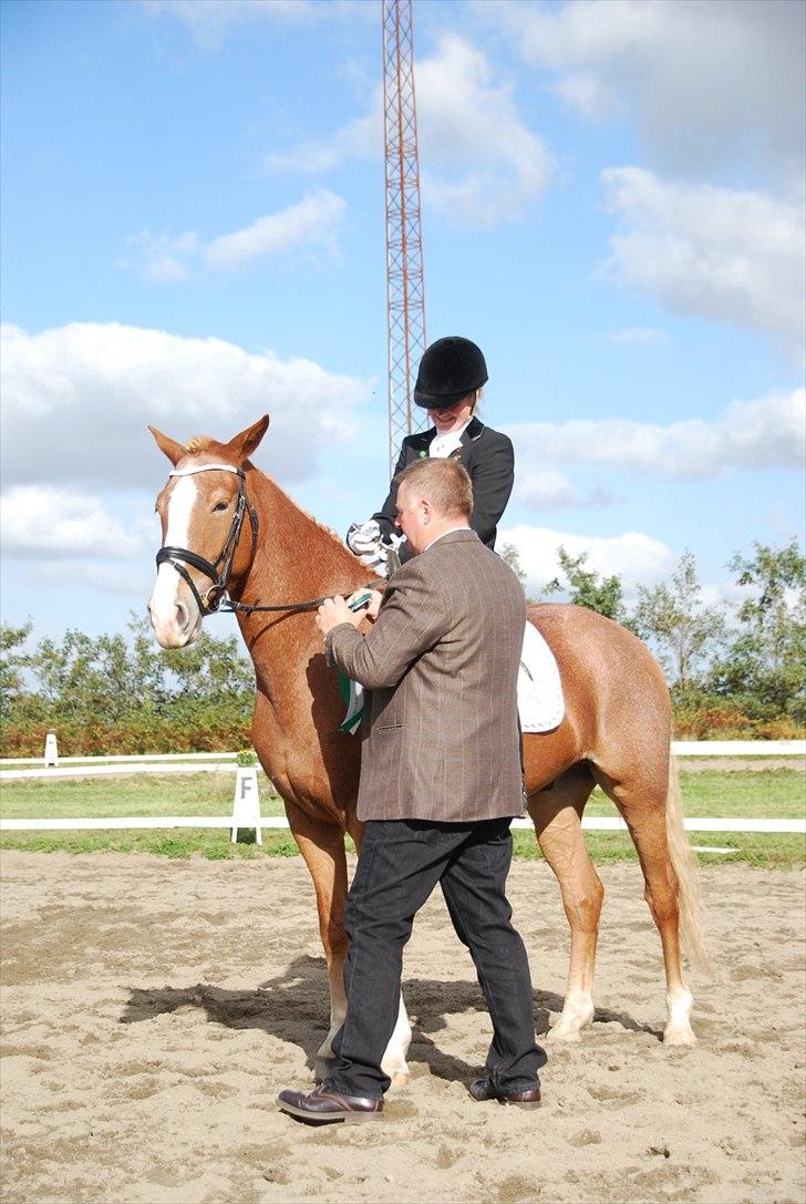 Anden særlig race Cabbano Sunlight*givet bort<3* - premie overrækkelse i Sh-cuppen(: billede 10