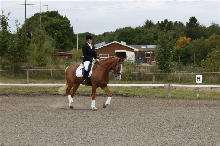 Anden særlig race Cabbano Sunlight*givet bort<3* - :i<3 billede 11