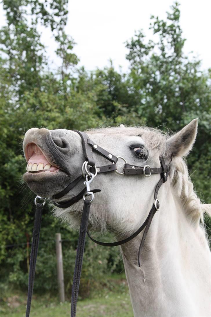 Anden særlig race Nelson - se hor jeg smiler .... billede taget af mig billede 18