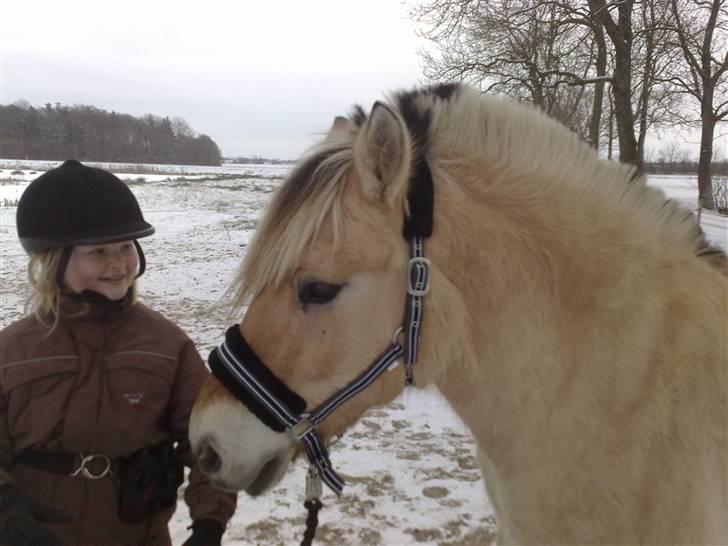Fjordhest Slepnir - hygge på folden... foto: mor billede 1