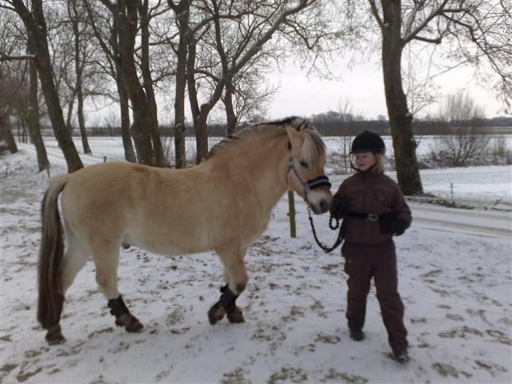 Fjordhest Slepnir - fordi vi elsker at lege... foto: mor billede 2