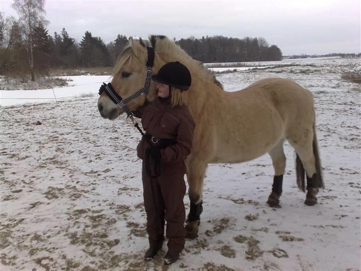 Fjordhest Slepnir - fordi vi elsker hinanden meget meget højt ikk ozz Slejpner?<3 foto: mor billede 3