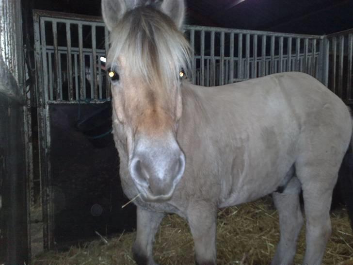 Fjordhest Slepnir - hey hvad laver duh? xD billede 4