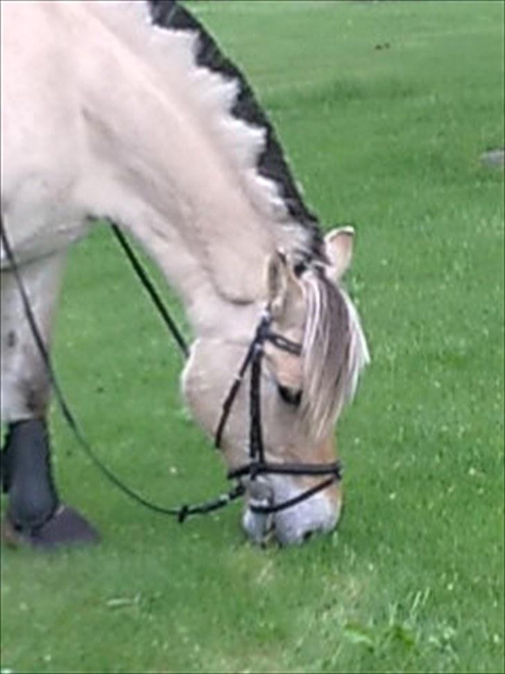 Fjordhest Slepnir - efter jeg havde klippet ham elsker diig zmukke billede 5