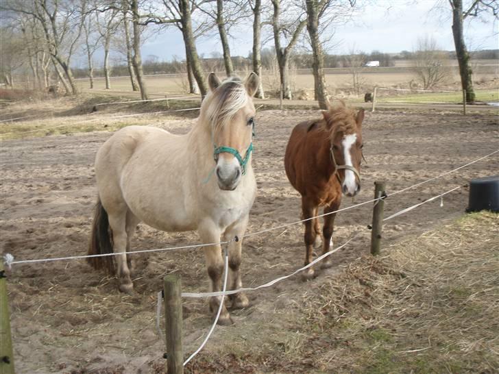 Fjordhest Slepnir - Slejpner og hans bedste ven Jack<´3 hvor er i dog søøøøde <´3 billede 6