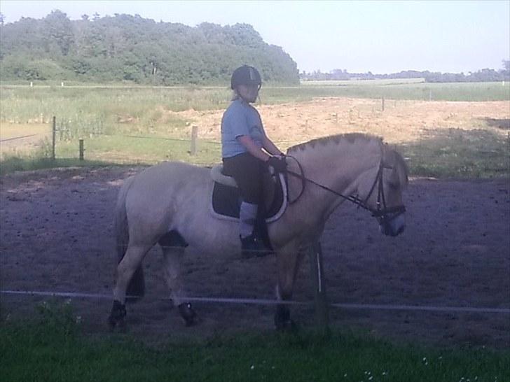 Fjordhest Slepnir - elsker diiq min prins billede 8