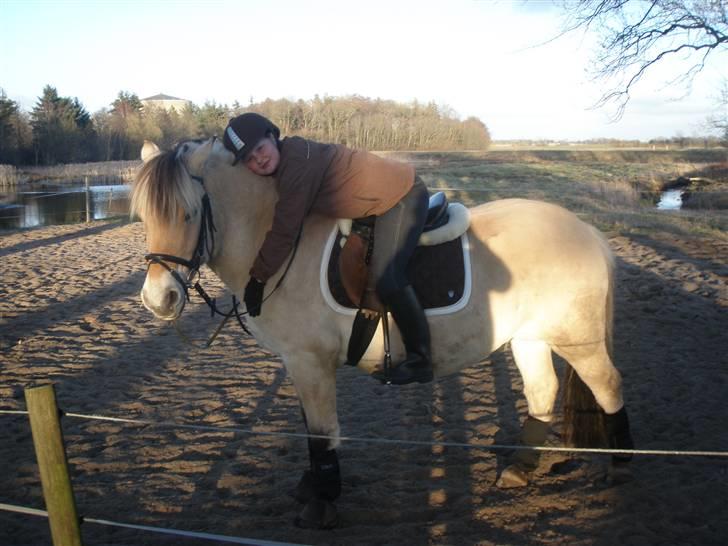 Fjordhest Slepnir - jeg elsker diig bassemand! du er så dejlig<´3 billede 10