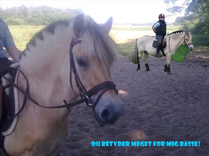 Fjordhest Slepnir - ja fordi jeg elsker dig og fordi du betyder ubeskrivelig meget for miig... billede 11