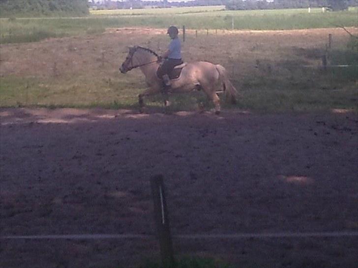 Fjordhest Slepnir - hih høje knæløft xD billede 12