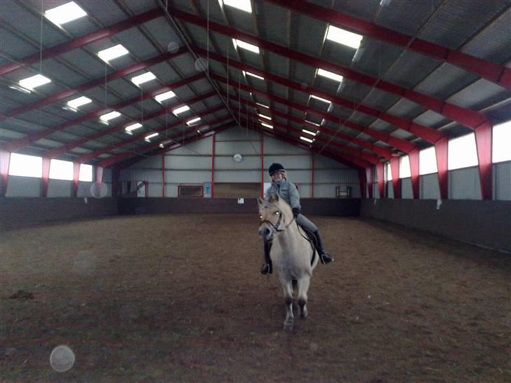 Fjordhest Slepnir - fordi vi siger farvel og fordi du skal ligge en kommentar & en bedømmelse... foto: mor billede 13