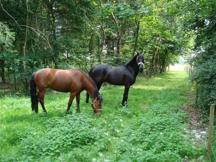 New Forest Jeo<333 - Jeo og Savannah på sommergræs. billede 2