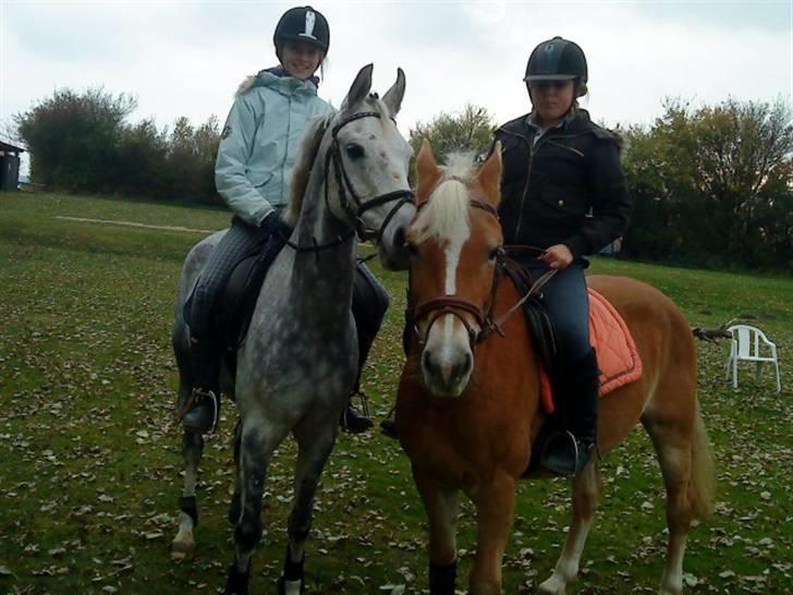 Anden særlig race Aladin *tidl lånepony. - nygifte :D  billede 20