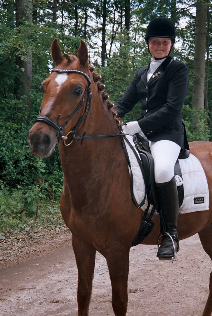 Tysk Sportspony Palermo - A-PONY - <3 billede 2