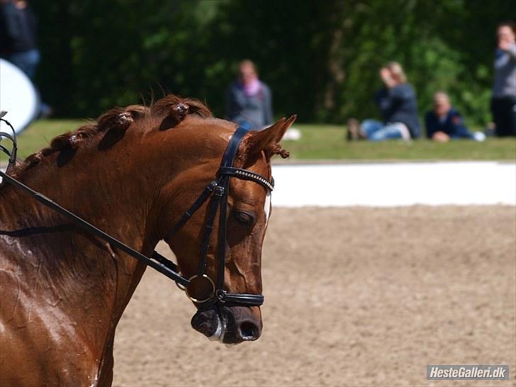 Tysk Sportspony Palermo - A-PONY billede 3