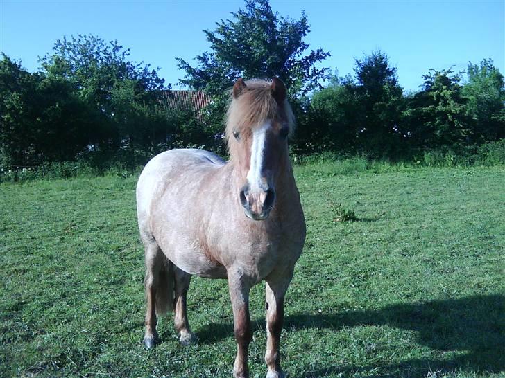 Welsh Mountain (sec A) R.I.P Shadow  billede 7