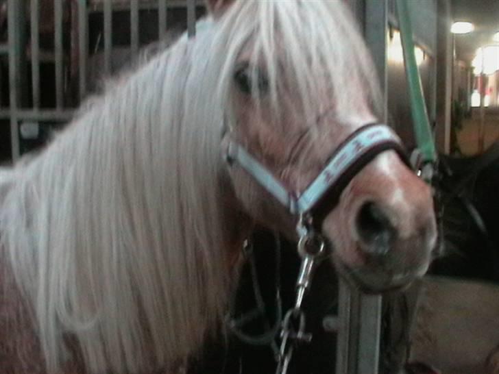 Anden særlig race magic dream  X-part - halløj Wellkommen til magic profil billede 1