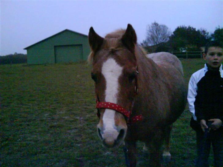 Welsh Mountain (sec A) R.I.P Shadow  billede 8