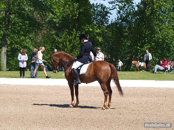 Tysk Sportspony Palermo - A-PONY billede 4