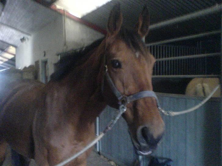 Dansk Varmblod Fellina - R.I.P † *SAVN* - Velkommen til Fellina´s Profil <3 Foto: Mig. - R.I.P Fellina!! Vi ses igen, når jeg er i himlen!<3 :´( billede 1