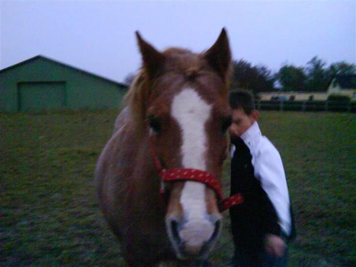 Welsh Mountain (sec A) R.I.P Shadow  billede 9
