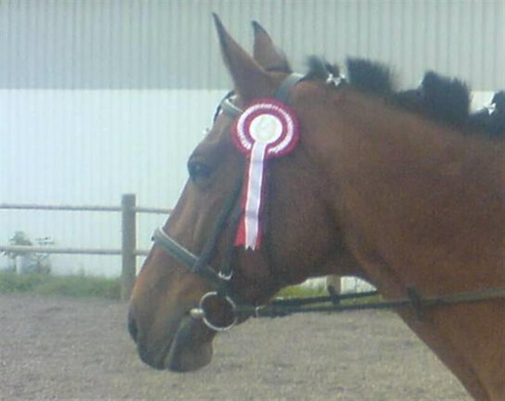 Dansk Varmblod Fellina - R.I.P † *SAVN* - Stjerne Hesten! <3 Foto: Far  billede 2
