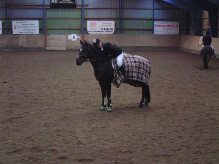 Welsh Cob (sec D) Tecno the Winner - SOLGT! - Opvarmnings billede<33 Foto : Monica c(; billede 14