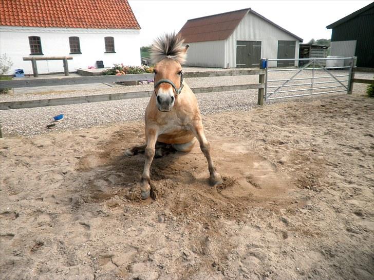 Fjordhest Ingegårds Hejst - Det er simpelthen sådan et genialt billede! xD<3  -  Billede af mig billede 5