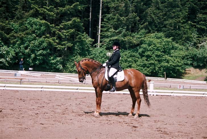 Tysk Sportspony Palermo - A-PONY - Morsø 2009 :D billede 5