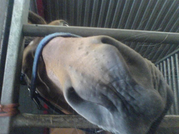 Dansk Varmblod Fellina - R.I.P † *SAVN* - Når jeg kommer hen i stalden skal hun jo have sit Kys! ;D <3 Foto: Mig billede 4