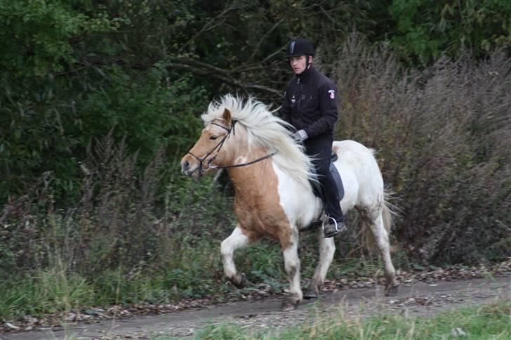 Islænder Hetta fra Kongehøj - Tölt ( Pasagtig ) 24/9-09. Rytter: Magnus - Efter 2 ugers træning billede 16