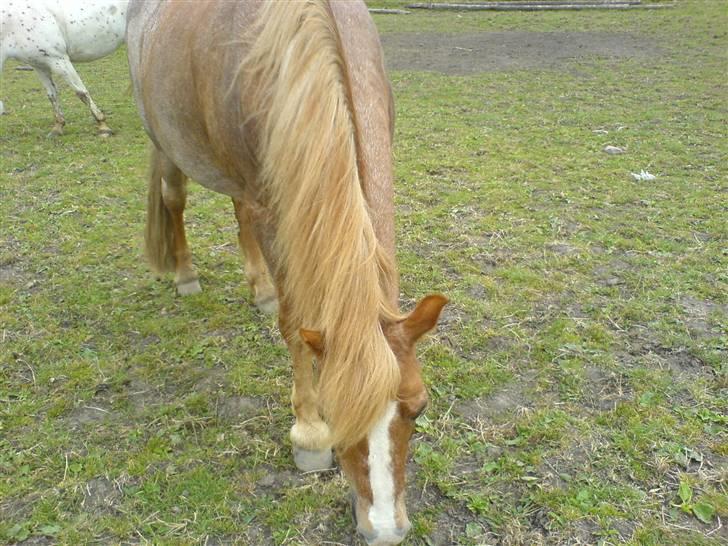 Welsh Mountain (sec A) R.I.P Shadow  billede 10