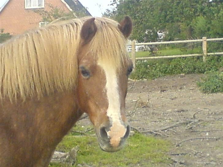 Welsh Mountain (sec A) R.I.P Shadow  billede 11