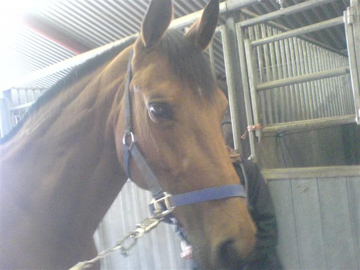 Dansk Varmblod Fellina - R.I.P † *SAVN* - Elsker hendes udtryk! Foto: Mig :) billede 9