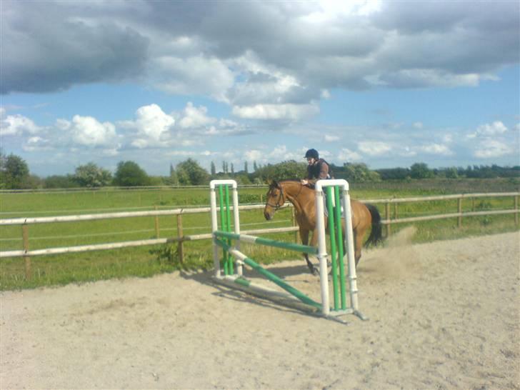Dansk Varmblod Fellina - R.I.P † *SAVN* - 90cm Tror jeg! :) - JA HUN SPRINGER MEN BILLEDET ER TAGET FOR TIDLIGT! :) Foto: Natasha billede 11