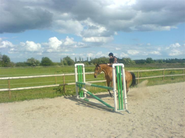 Dansk Varmblod Fellina - R.I.P † *SAVN* - 90cm Tror jeg! :) - JA HUN SPRINGER MEN BILLEDET ER TAGET FOR TIDLIGT! :) Foto: Natasha billede 11