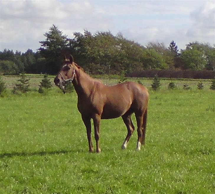 Anglo Araber (AA) Lille Daugårds Prinsesse (R.I.P) - Sensommer 2010 billede 18