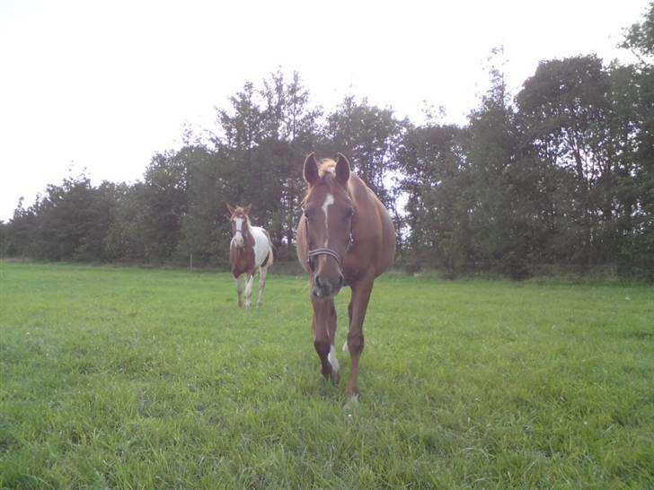 Anglo Araber (AA) Lille Daugårds Prinsesse (R.I.P) - Sensommer 2010 billede 19