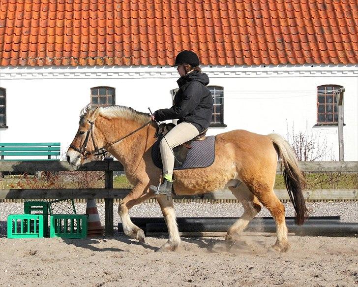 Fjordhest Ingegårds Hejst - Elendig opstilling :P billede 6