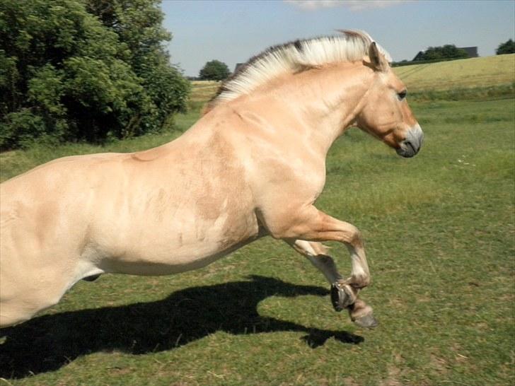 Fjordhest Ingegårds Hejst - WHOOM!! Og væk var han! ;D<3  - Billede af mig billede 10