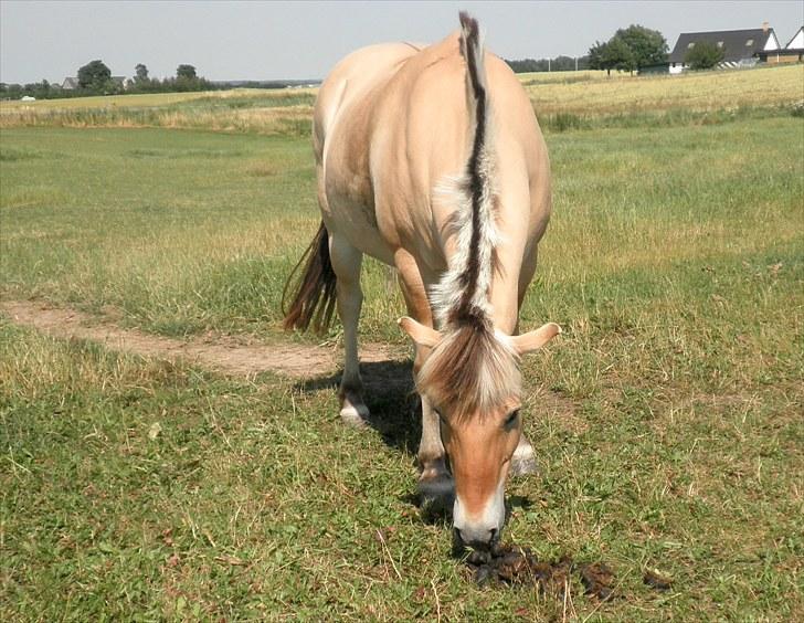 Fjordhest Ingegårds Hejst - Mhhhm.. pære xD HESTEPÆRE! xD - Lidt syg hyp?! ;D  -  Billede af mig  billede 15