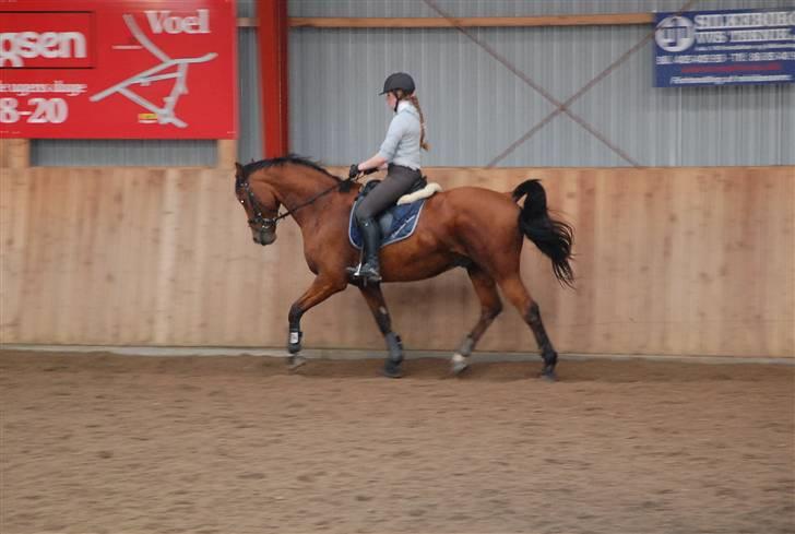 Tysk Varmblod Carpaccio *Solgt* billede 18