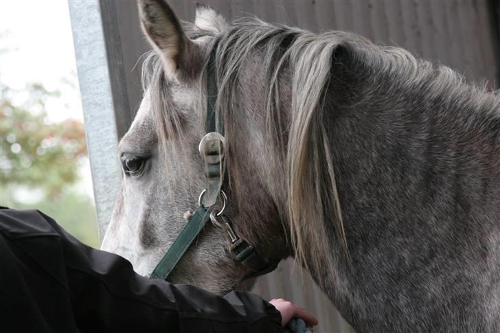 Connemara /DSP Champagne - Heii, velkommen til Charmpagnes profil billede taget d. 17/10 09 af Anna billede 1