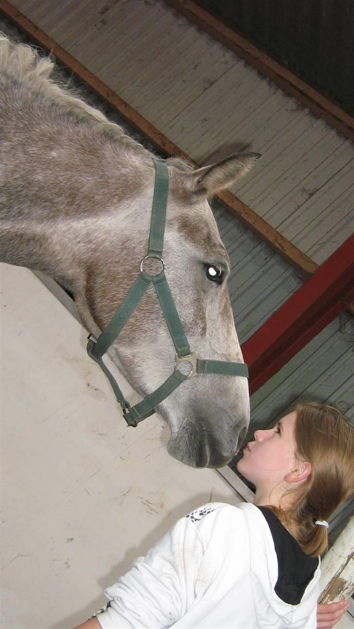 Connemara /DSP Champagne - Muz muz tøz, Foto: Camilla billede 2